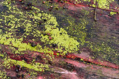 Ahşap masa ile yeşil yosun kaplı