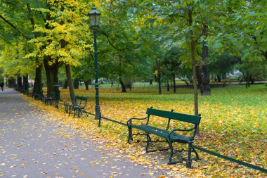 Yeşil banklar parkta ağaçların arka planı 