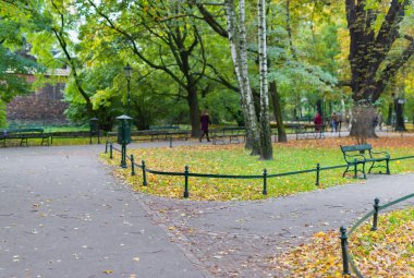 Yeşil banklar parkta ağaçların arka planı 