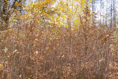 Sarı yapraklar ağaçların dalları