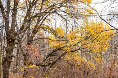 Sarı yapraklar ağaçların dalları