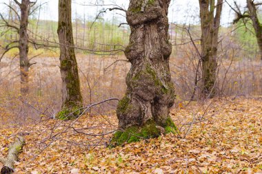Ağaçların gövdeleri yeşil yosun ile kaplıdır 