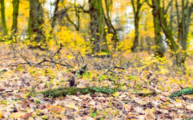 Sarı kuru düşmüş şube bırakır 