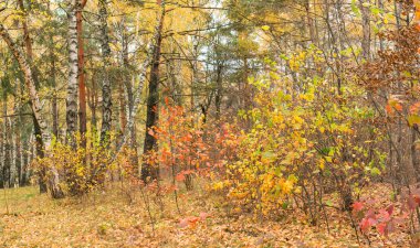Çok renkli ağaç yaprak 