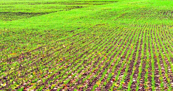 Green shoots of wheat — Stock Photo, Image