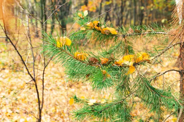 Foglie di albero multicolore — Foto Stock