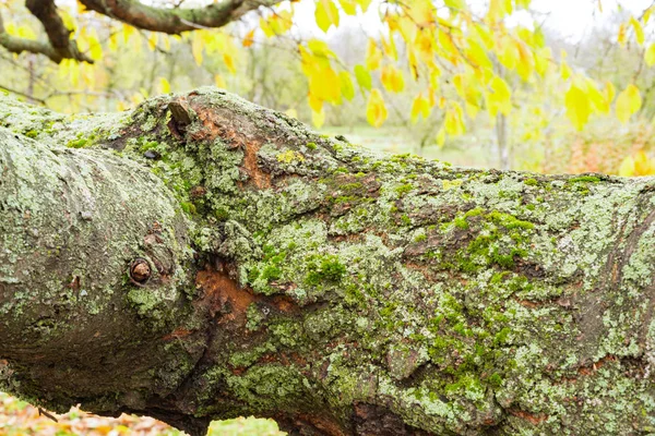 Το βαρέλι των κερασιών είναι καλυμμένα με βρύα — Φωτογραφία Αρχείου