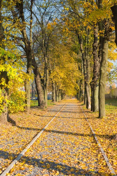 The paved track is covered with yellow leaves — Stock Photo, Image