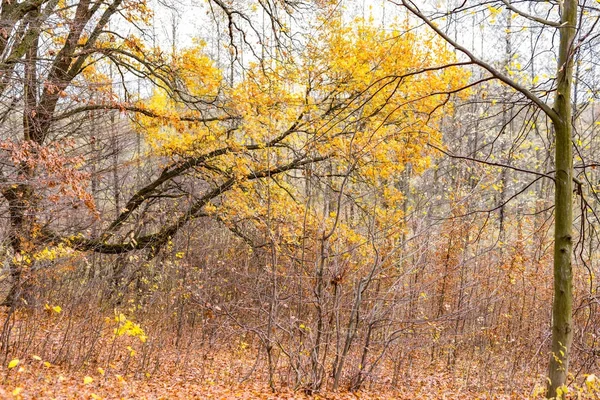 Branches d'arbres aux feuilles jaunes — Photo