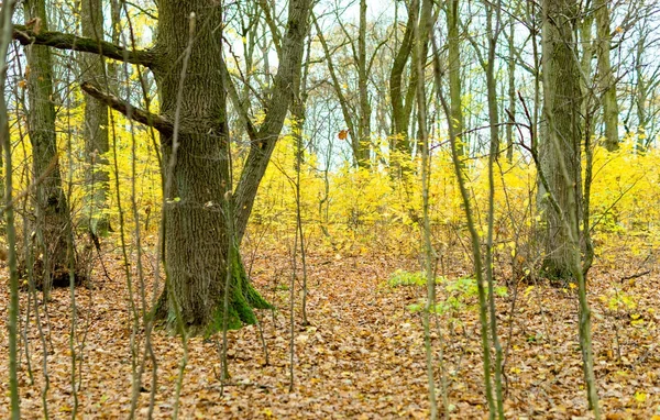 Bomen met gele bladeren in het bos — Stockfoto