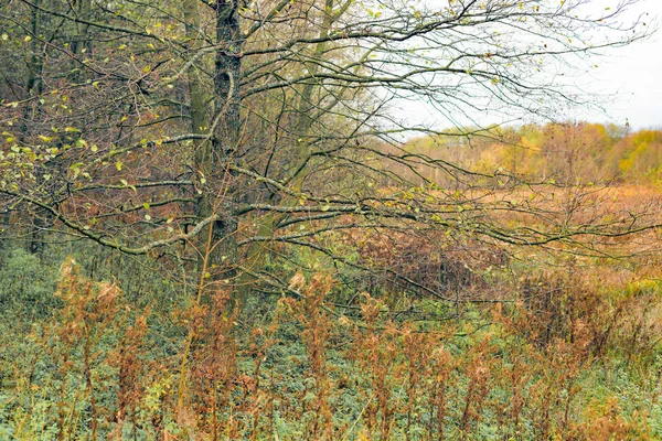 Ramos de árvores com folhas amarelas — Fotografia de Stock