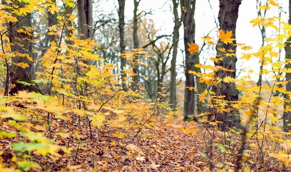 黄色の葉が付いている木の枝 — ストック写真