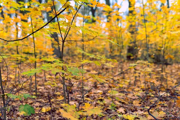 Takken van bomen met gele bladeren — Stockfoto