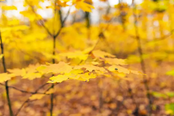 Gele bladeren op de takken van bomen — Stockfoto