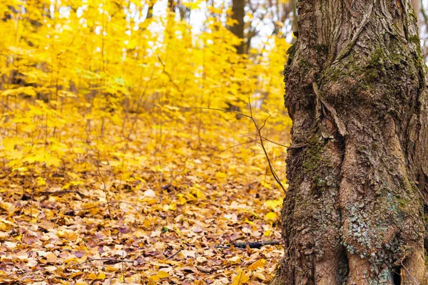 De stammen van de bomen zijn bedekt met groene mos — Stockfoto