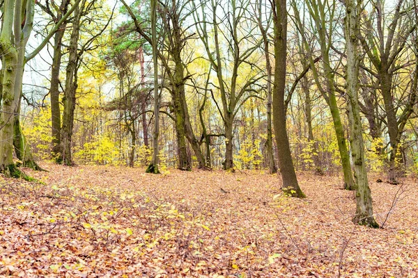 Drzewa z żółtym listowiem w lesie — Zdjęcie stockowe