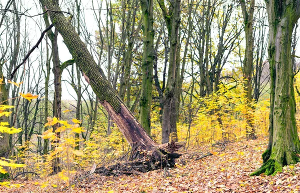 Falling dry old oak tree in the forest — Stock Photo, Image