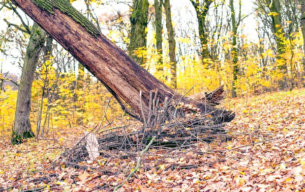 Dalende droge oude eik in het bos — Stockfoto