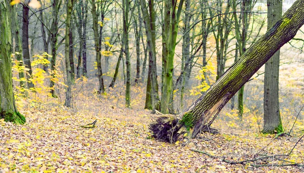 Dalende droge oude eik in het bos — Stockfoto
