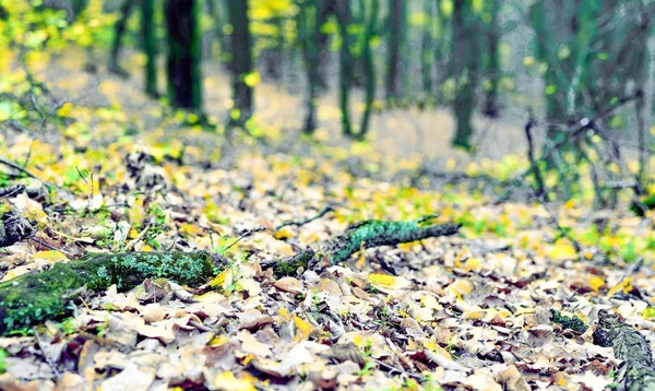 Branche sèche tombée dans les feuilles jaunes — Photo