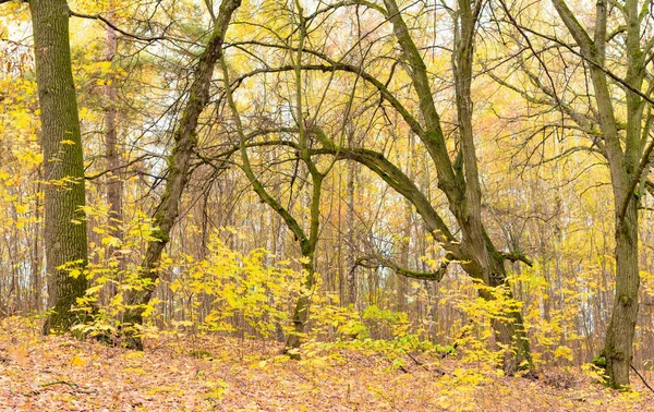 Trær med gule blader i skogen – stockfoto