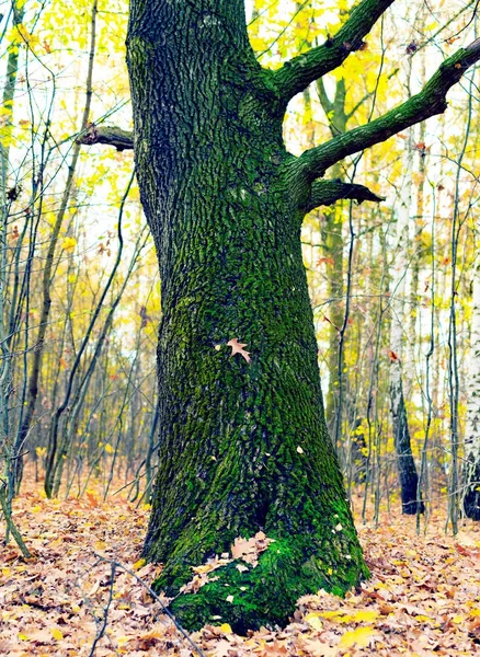 The root of the oak is covered with green moss — Stock Photo, Image