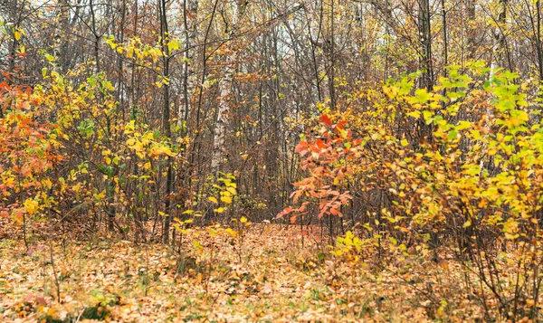 Veelkleurige boom bladeren — Stockfoto