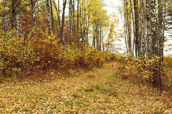 黄ばんだ葉と白樺の木材 — ストック写真