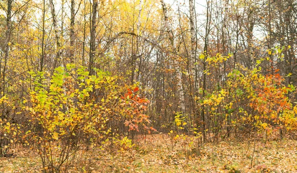 Різнокольорові дерева листя — стокове фото