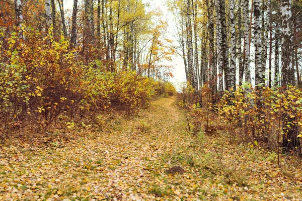 Birch wood with yellowed leaves — Stock Photo, Image