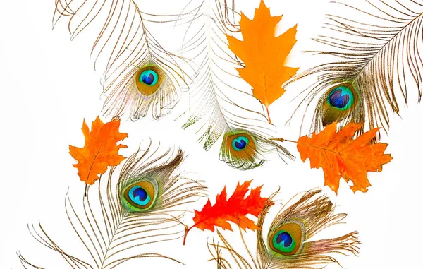 用羽毛和黄色叶子装饰 — 图库照片