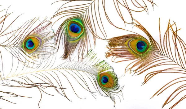 Cenário de belos pares coloridos de pavão — Fotografia de Stock