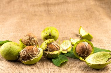 Çuval bezi arkaplanda yeşil kabuklu olgun cevizler.