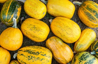 Hasat edilen sarı balkabağı hasat edildi.