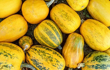 Hasat edilen sarı balkabağı hasat edildi.