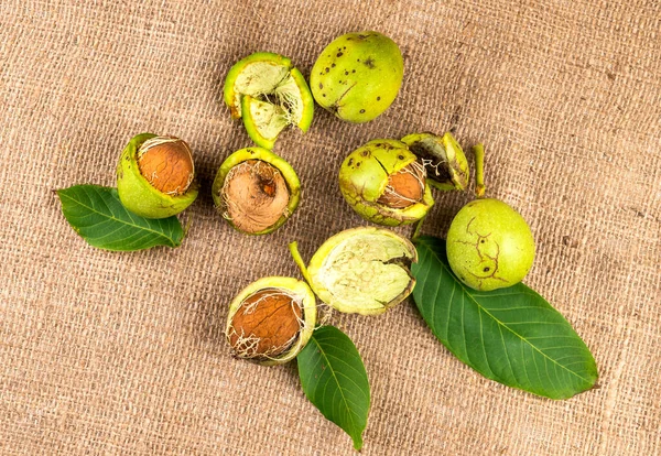 Nueces Maduras Vintage Piel Verde Sobre Fondo Tela Arpillera —  Fotos de Stock