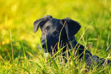 Çayırda siyah köpek