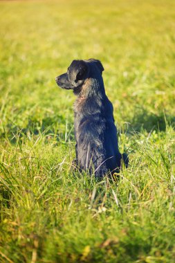 Köpek bekleyen arka görünüm