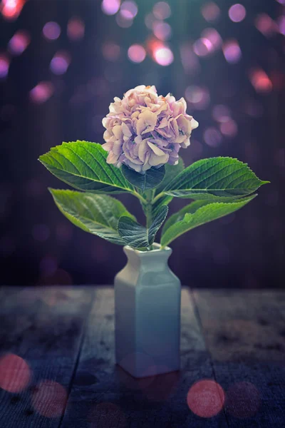 Hydrangea pink flower — Stock Photo, Image