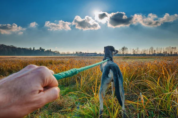 Gassigehen mit dem Hund — Stockfoto