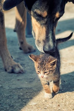 Kedi köpek ve köpek yavrusu