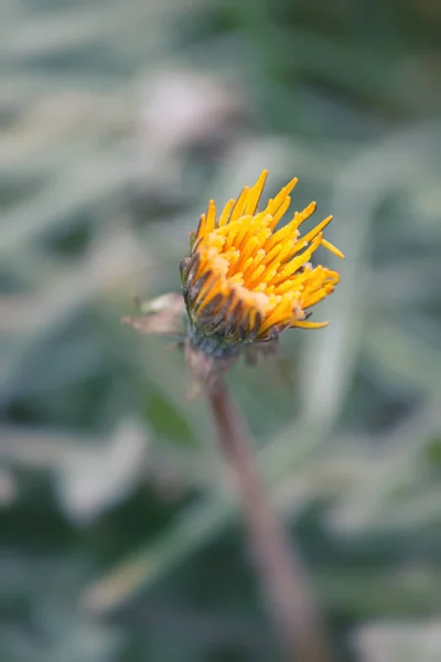 Winter Frozen Dandelion Flowers — Stock Photo, Image