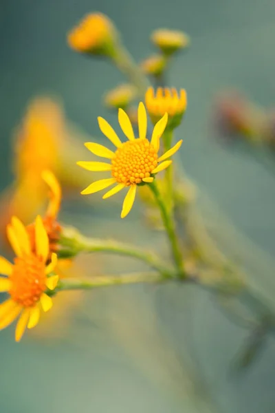 Yellow Field Flowers Close — Stock Photo, Image