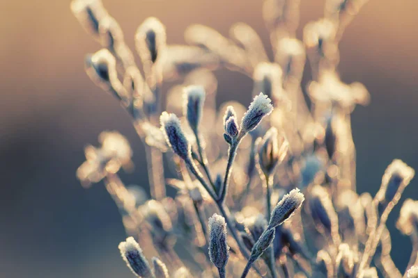 Donmuş Kış Çiçekleri Yakın Çekim — Stok fotoğraf