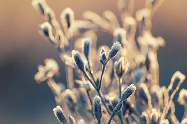 Winter Gefrorene Blumen Aus Nächster Nähe — Stockfoto