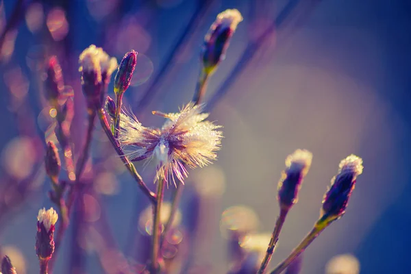 Winter Gefrorene Blumen Aus Nächster Nähe — Stockfoto