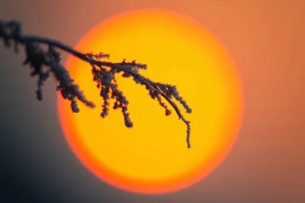 Gefrorene Pflanze Mit Sonnenaufgangssonne Hintergrund — Stockfoto
