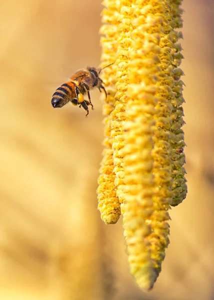 Bee Oříškově Hnědé Květy — Stock fotografie