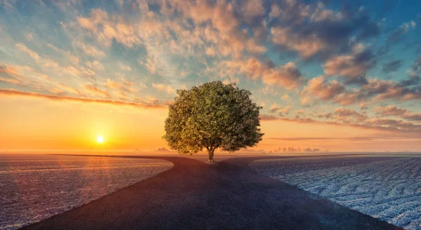 Wählen Sie den Weg — Stockfoto