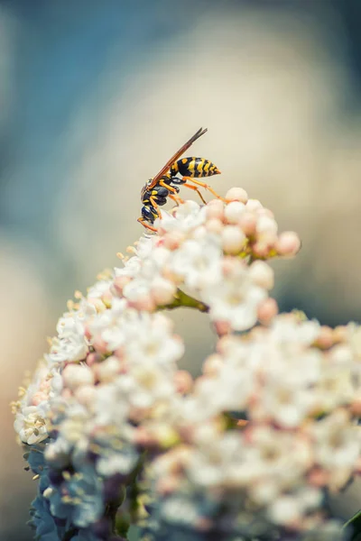 Wasp on white flowers — Stock Photo, Image